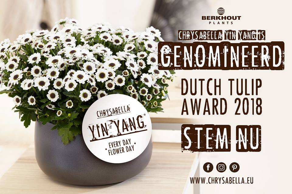 berkhoutplants's tweet photo. Chrysabella Yin Yang is genomineerd voor de Dutch Tulip Award voor de beste marktintroductie van 2018 in de sierteeltsector!

Stem op Chrysabella Yin Yang:
https://t.co/aN1e7sHALH…/dutch-tulip-award-2018-laat-uw-…

Jouw stem betekent veel voor ons! Bedankt voor je support! https://t.co/tAc9JrO8Ph