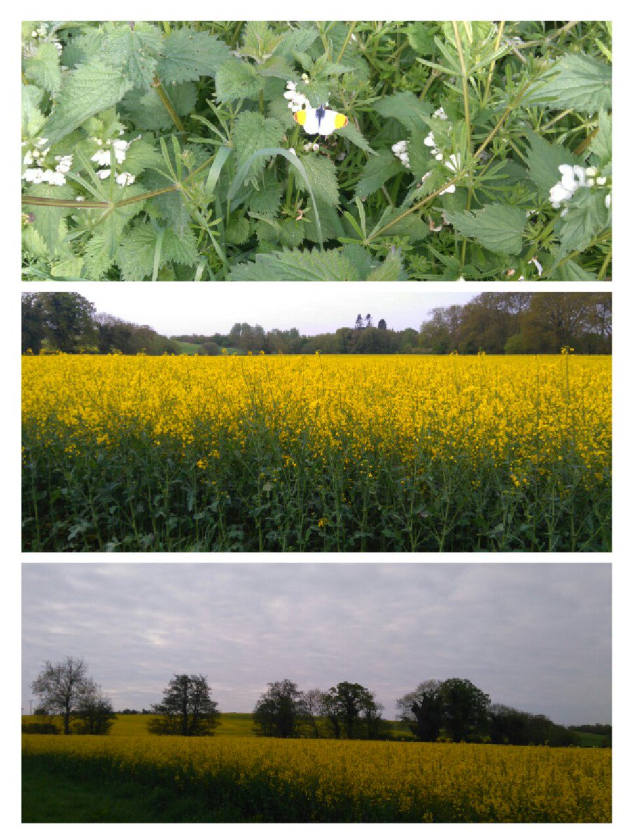 runanninarun's tweet image. I did it,I did it, I did it! Managed to trot at slow pace with ok hamstrings for 30km in beautiful spring morning!#runshine 🏃🏃💞🐰🌷🌸💐🌻🌞🐇🐄🐑