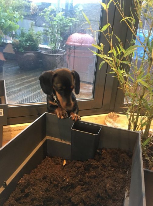 dovetailed_ux's tweet photo. #Lapka our resident #gardener https://t.co/UJTbBJEqb7