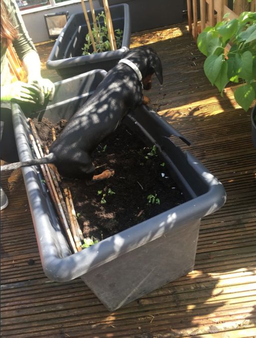 dovetailed_ux's tweet photo. #Lapka our resident #gardener https://t.co/UJTbBJEqb7
