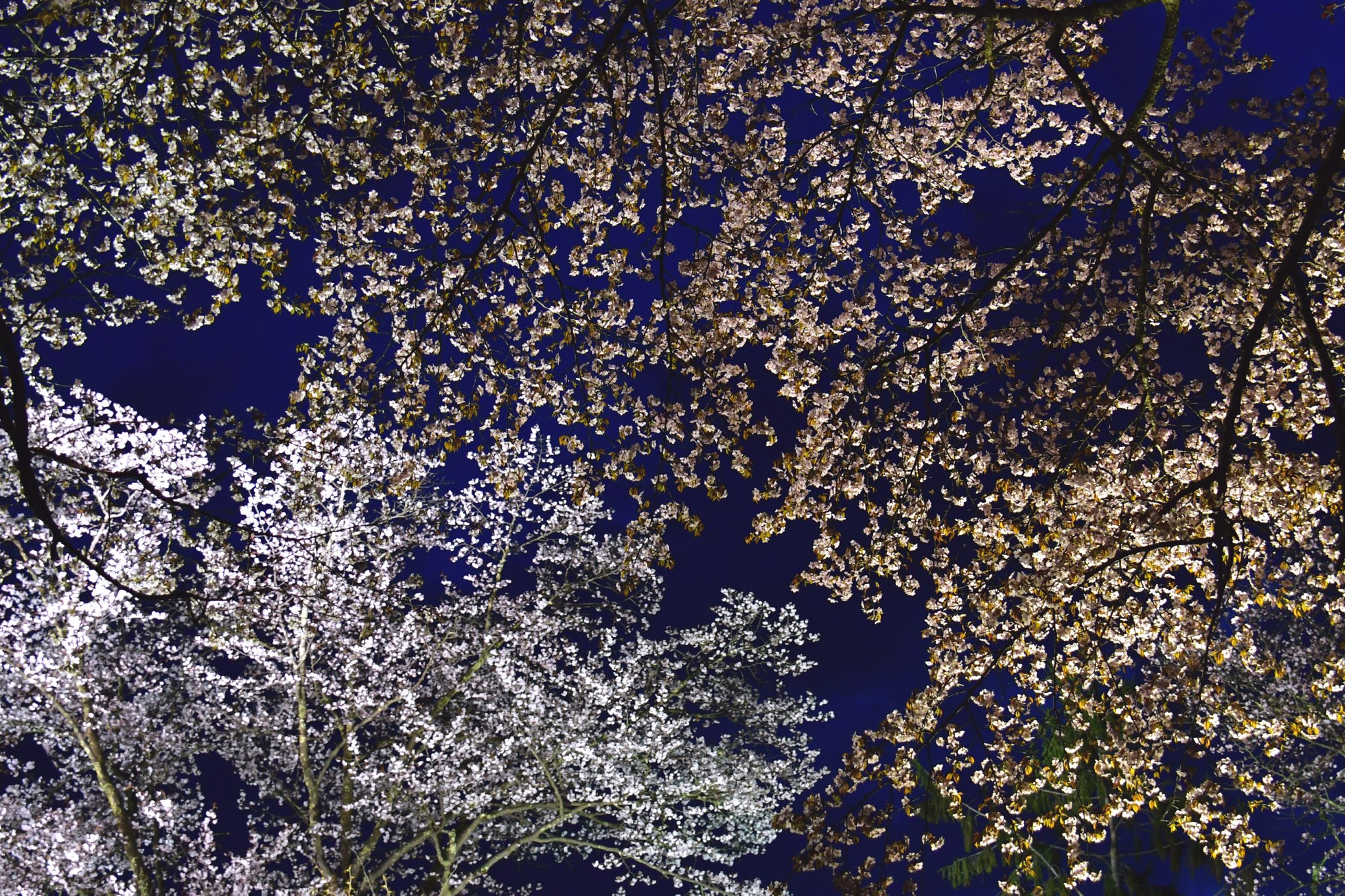M2 旭山公園 夜桜まつり 旭山公園 夜桜 桜ライトアップ T Co 96qynqcng6 Twitter