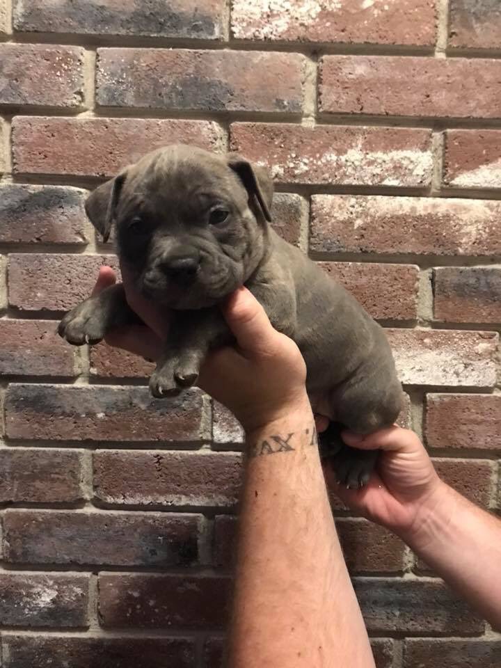 American Bully (@americanbully10) on Twitter photo 