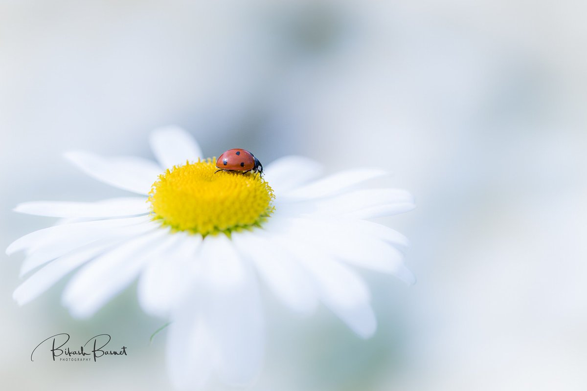 Nep_Photography's tweet photo. Image : Bikash Basnet
#NIPImages #BOTW #NIP #photography https://t.co/KqmM3kn78w