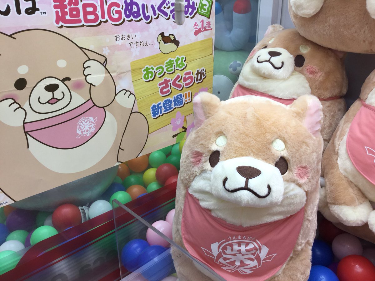 新宿プレイランドカーニバル 忠犬もちしば ででーんと超bigぬいぐるみ第3弾入荷しました 今回はさくらです 新宿pカーニバル プライズ 忠犬もちしば