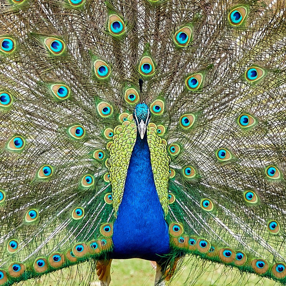 Beautiful peacock in full display at Brownsea Island, Dorset. This is not a graphic - it’s straight out of the camera. @Brownseablog <a href="/DorsetWildlife/">Dorset Wildlife Trust</a> <a href="/DorsetLifeMag/">Dorset Life</a> <a href="/DWTBrownsea/">DorsetWildlife Trust</a> <a href="/nationaltrust/">National Trust</a>