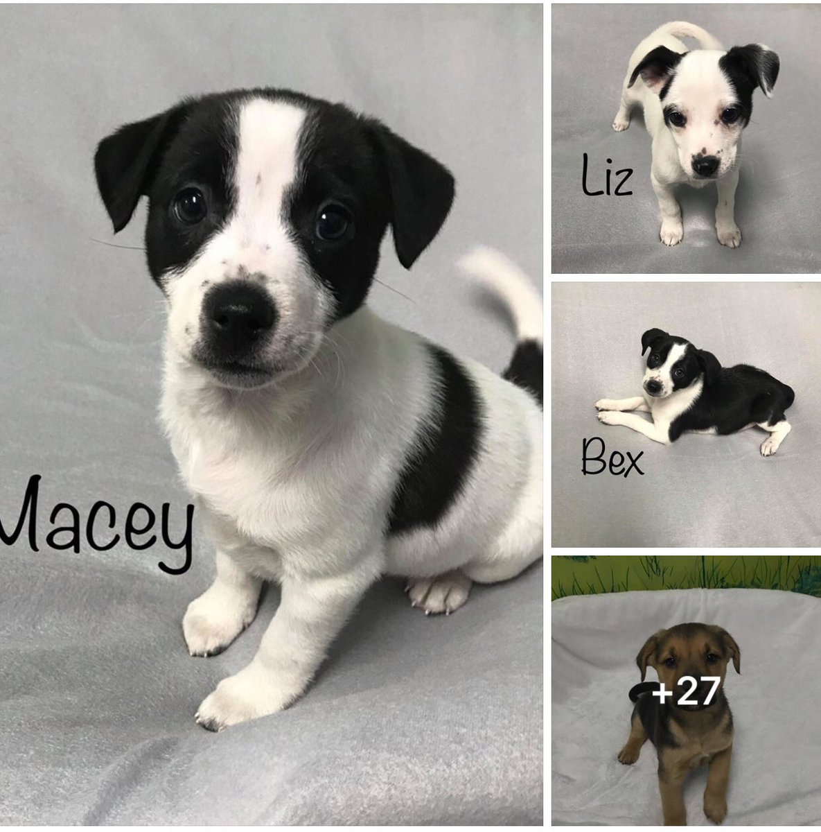 Adoption event this weekend! Many cuties still in need of loving forever homes! Check out our FB for more details! facebook.com/hopefultails/p…