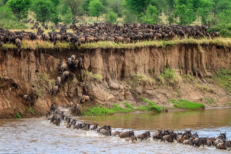 Do you want to be a witness of #WildebeestMigration?

You are in the right place, with us you can experience the #Annual_Wildebeest_Migration_in_Serengeti is one of the most spectacular wildlife events on the planet.

For more details bit.ly/2HNuMuL