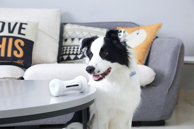 yettelhungary's tweet photo. Okostelefonok, okoseszközök oké, de hogy okoscsont kutyáknak?! 🤔
Ezzel a kütyüvel sosem fog unatkozni a kutyusod ➡️ https://t.co/UwbO3iPuqG 😎🐶🐈🐩🐕
#WickedBone https://t.co/aR1FgFgv79