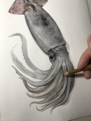 紙の上にイカが置いてある 3度見した あまりにもリアルな イカの絵 に戸惑いと称賛の声があがる ねとらぼ