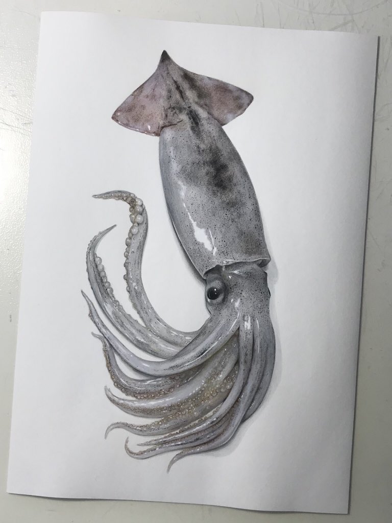 徳田有希先生が描いたイカが本物にしか見えない Q 最後には美味しくいただきましたか A 丸焼きです Togetter 徳田有希先生が描いたイカが本物にしか見えない Q 最後には美味しくいただきましたか A 丸焼きです Togetter