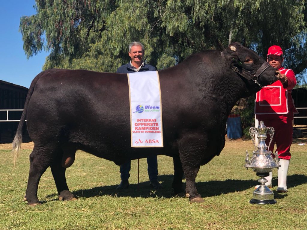 Interras Opperste Kampioen <a href="/BloemShow/">Bloem Show</a> 
Platdrif Sussex, Nollie Stofberg

<a href="/Veeplaas1/">@veeplaas1</a> <a href="/landbou/">landbou.com</a> <a href="/FarmersWeeklySA/">Farmer's Weekly</a> <a href="/AgriWesKaap/">Agri Wes-Kaap | Agri Western Cape</a> @BKBLtd @AgriOrbit @AgriSAOfficial <a href="/thecattlesite/">The Cattle Site</a> <a href="/SussexSociety/">Sussex Society</a> <a href="/Die_Burger/">DieBurger</a> <a href="/volksbladnuus/">Volksblad</a>