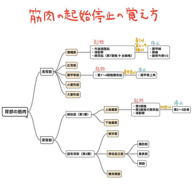 ゴロ 解剖生理イラストさん のツイート 方 の検索結果 2 Whotwi グラフィカルtwitter分析 ゴロ 解剖生理イラストさん のツイート 方 の検索結果 2 Whotwi グラフィカルtwitter分析