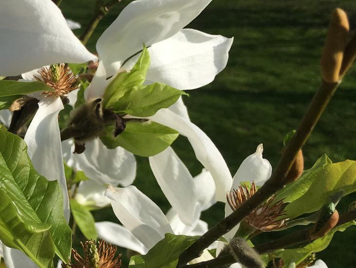 visit_norfolk's tweet photo. The weather is great here, come on down and discover Norfolk in all its blooming glory https://t.co/pABwmS0r1S #norfolkinbloom, #gardens #Countryside #galleries #art #photography #floral #weekend #BankHolidayMonday https://t.co/UgnoZZ3K4W