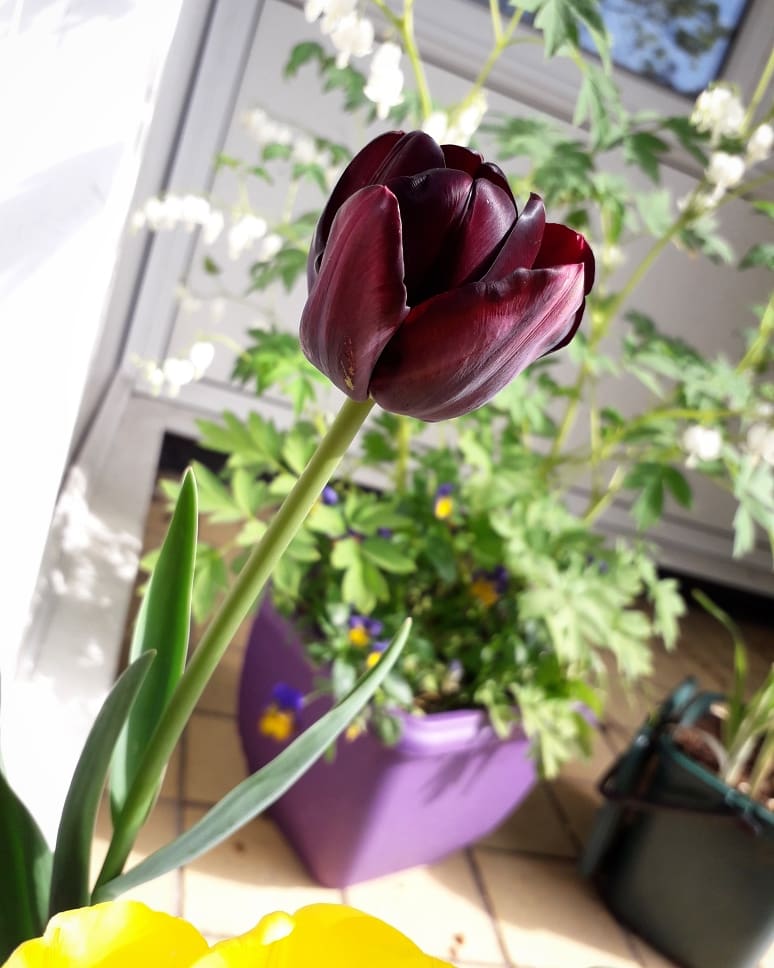 NumenMachine's tweet photo. 'Harmony' #Tulips, looking fab and rich in colour! They've finally bloomed. 🌷🌷 What do you think?⚘ @GWandShows
#TulipTime2018 #tulip #EarthCapture #NationalGardeningWeek #GardenersWorld #gardening https://t.co/5nuNqjbmbh