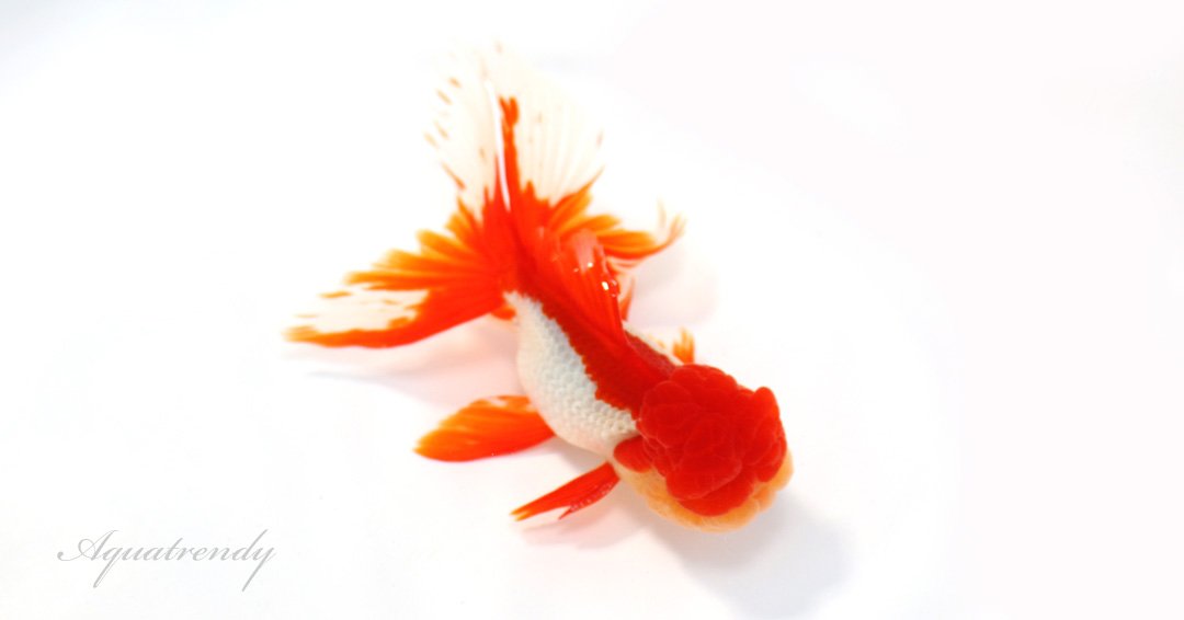 fishgallery7's tweet photo. 飯田産 3歳オランダ獅子頭
#優良金魚 #アクアトレンディ
#oranda
#high_ quality_fish_dealer https://t.co/BtTwnlmaZ3