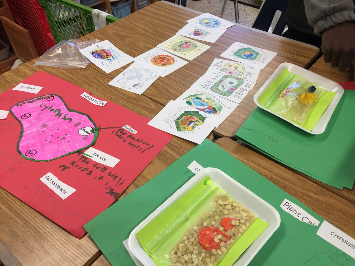 CorinneCornwell's tweet photo. #MalibuAmazing 5th grade scientists discover cells using a variety of strategies @MalibuESVB @MBH_Lead2Learn @VBContent https://t.co/ZDnL523lHq
