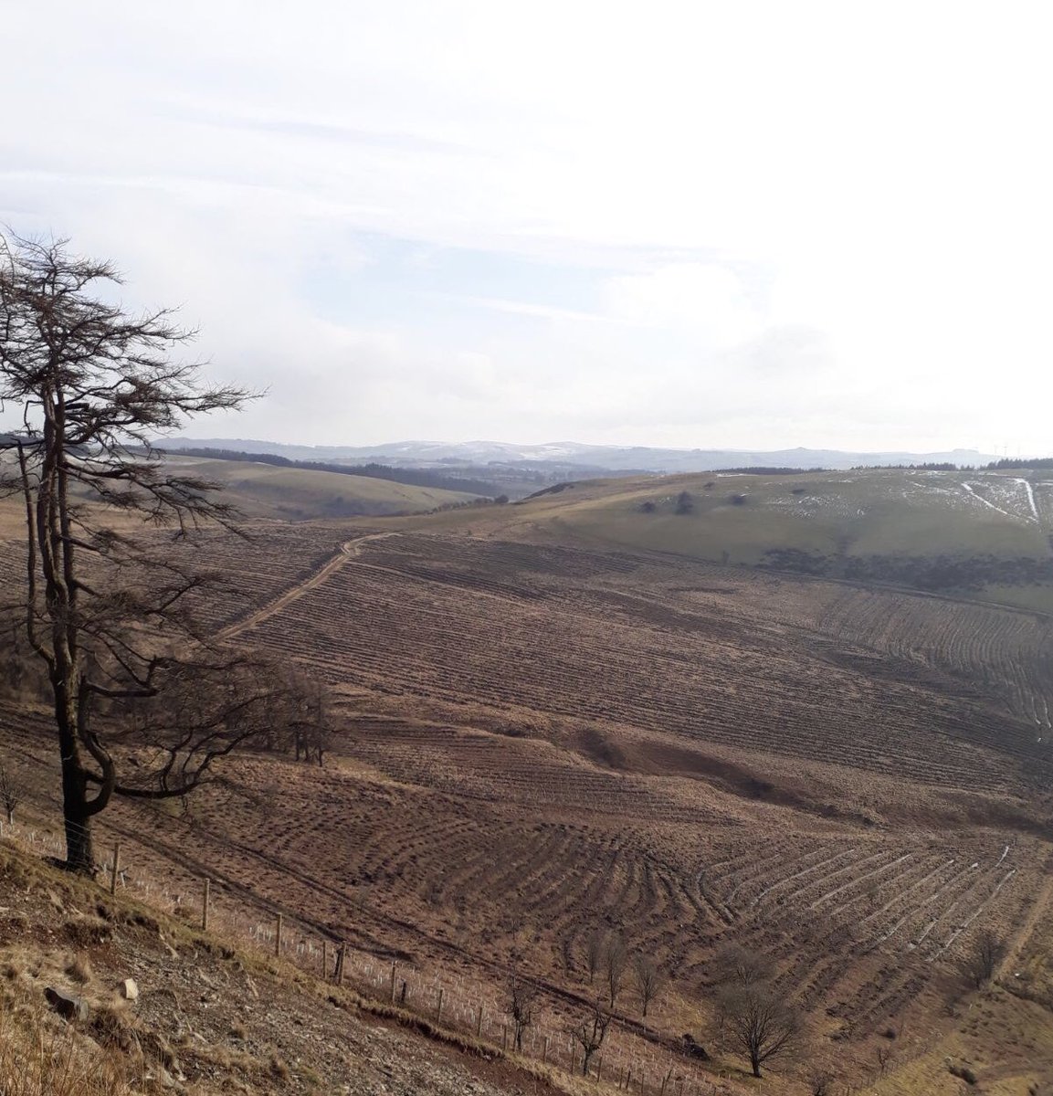 dan_lydiate's tweet photo. On our family Farm my parents and  @biglydiate recently planted trees🌲 🌳covering 150 acres. Creating beautiful natural woodland, habitat to thousands of wildlife and future carbon sequestration. #EnvironmentalSuccess  #WeAreWelshFarming @NFUCymru https://t.co/cD1ppsBJKZ