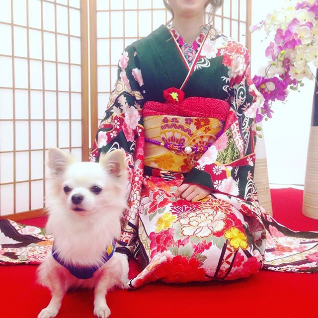 patchi_0617thx's tweet photo. How sweeeeet!!!!!!🐶😍
🐾
🐾
#sweet #cute #instadog #chihuahua #chihuahualoved #ilovedog #ilovemychihuahua #dogstagram #instachihuahua #cutedogs #sweetdogs #dogsofinstagram
#chihuahuasofinstagram #nodognomylife #dogs_of_instagram #kimonogirl #cool_captur… https://t.co/TPQbH7qgkY https://t.co/8D4bjP8CuA