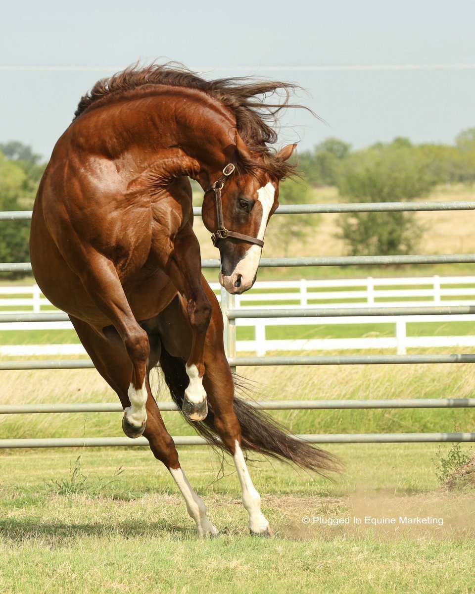 GranadaFarms's tweet photo. It's FRIDAY! Hope you enjoy your day! On today's collection schedule: #BodaciousDash, #Dealagame, #DownNDash (pictured), #TemptingDash. Tomorrow's collection schedule: #ECJetOne, #JaJessPerfect, #RedOakSpecial, #ViewMeFlying https://t.co/1uFc4QyzwG https://t.co/CyGOZRUfvR