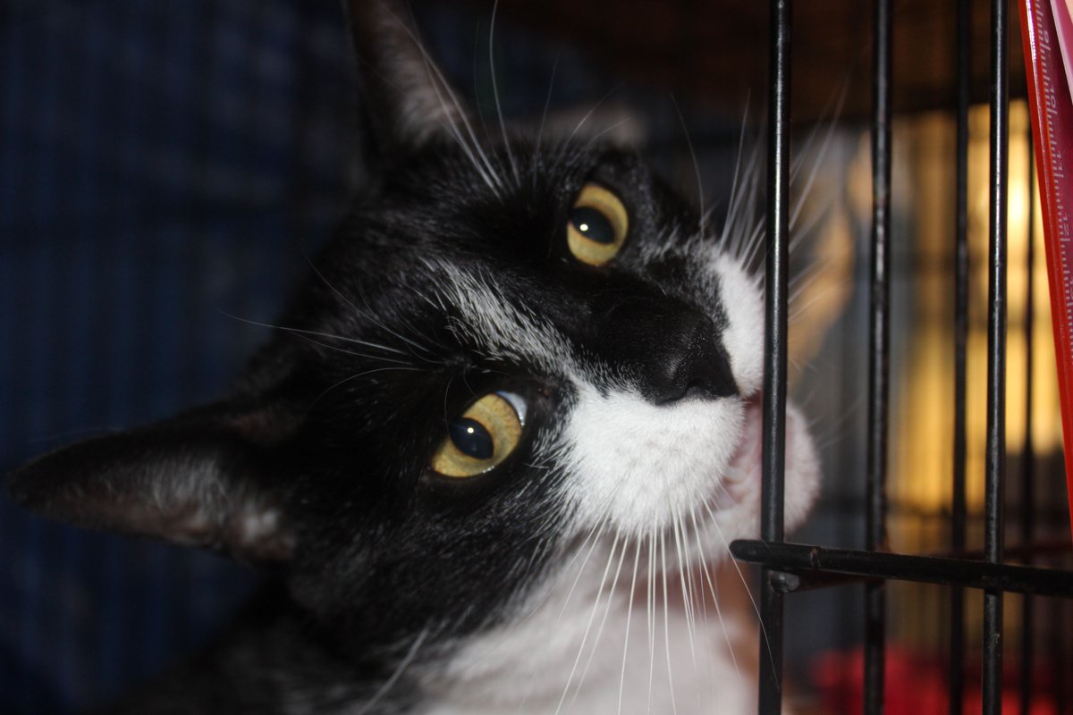 CTCatConnection's tweet image. Lynx Lynn says Happy Friyay!! Come visit the shelter and see the kitties from 5-7 tonight! s #CatsOfTwitter #CTCats