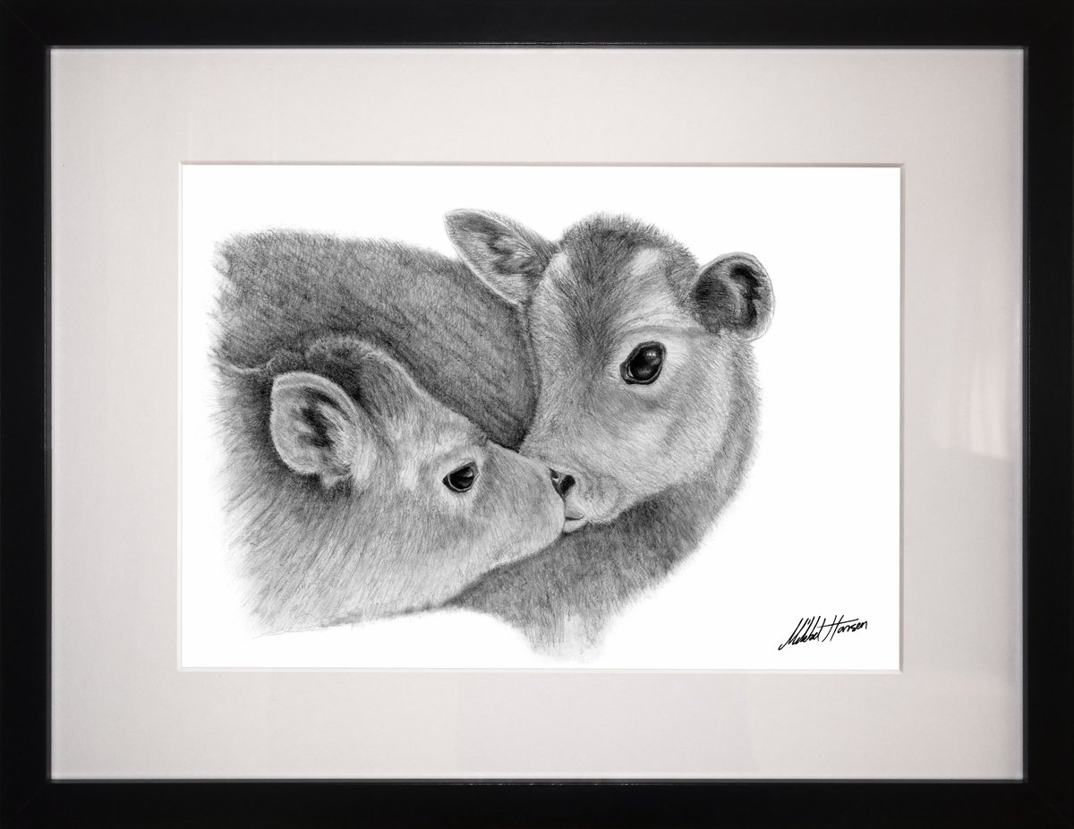 A cows kiss, I have a big heart for all animals so many of my drawings are of animals like these two cute cows . #drawings #art #artist #animals