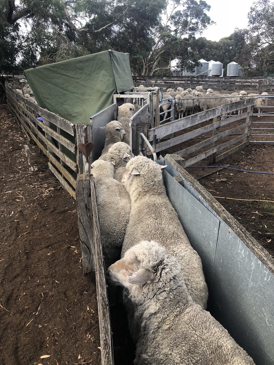 BradMclean90's tweet photo. Great day for some preg testing. Nah just a waiting game until #lamb18 starts https://t.co/rRBCdoiO9a