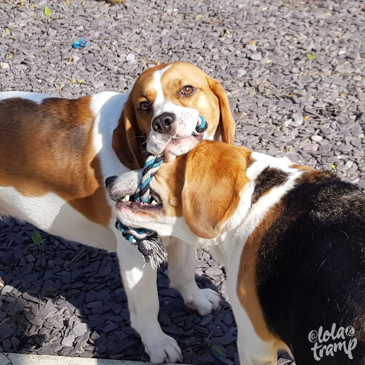 TrampLolaBeagle's tweet photo. Me thinks you gotta get Tramp down the gym hoomie, this is getting easier each time ποΈββοΈποΈββοΈπ€£π€£ππ
#beagles #workoutNeeded #wimp https://t.co/n7uF4UJhDh