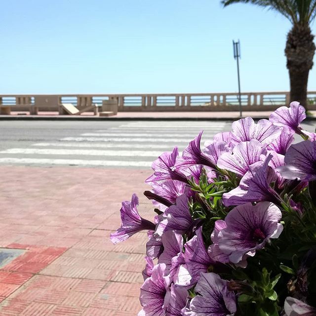 dariobuccoleri's tweet photo. Lungo Mare #Gela #sicilia #italia #vivo_Italia #vivosicilia #catania #palermo #lovingsicily #messina #verso_sud #volgoitalia #igerssicilia #igers_Sicilia #siracusa #siciliabedda #taormina #top_sicilia_photo #sicilianjourney #italy #volgosicilia #loves_itโฆ https://t.co/4esCZlCwgH https://t.co/5tOhvoLS1n