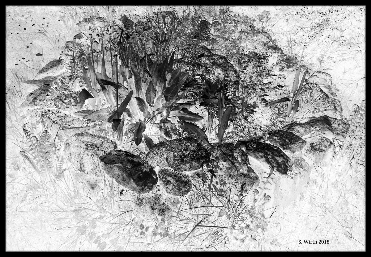 wirthstef's tweet photo. #Garden #herbs. #May 2018. Copyrights #Stefan #F. #Wirth
#plants #gardenculture #gardening #artist #art #negative #artwork #landscape #spring #sunny #sunlight #leaves #monochrome #black-and-white #contrast #meadow #white #heap #smallmount #photography #photographer #Saarland https://t.co/WaexzR0WNJ