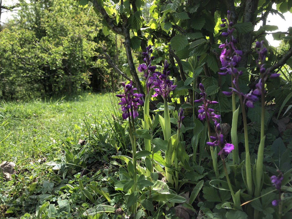 Wildlofthouse's tweet photo. What a view @BBOWT Sydlings Copse! https://t.co/fNp6KgNQXd