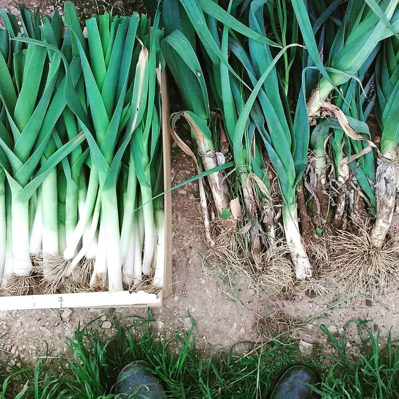 Ecodebio tweet media