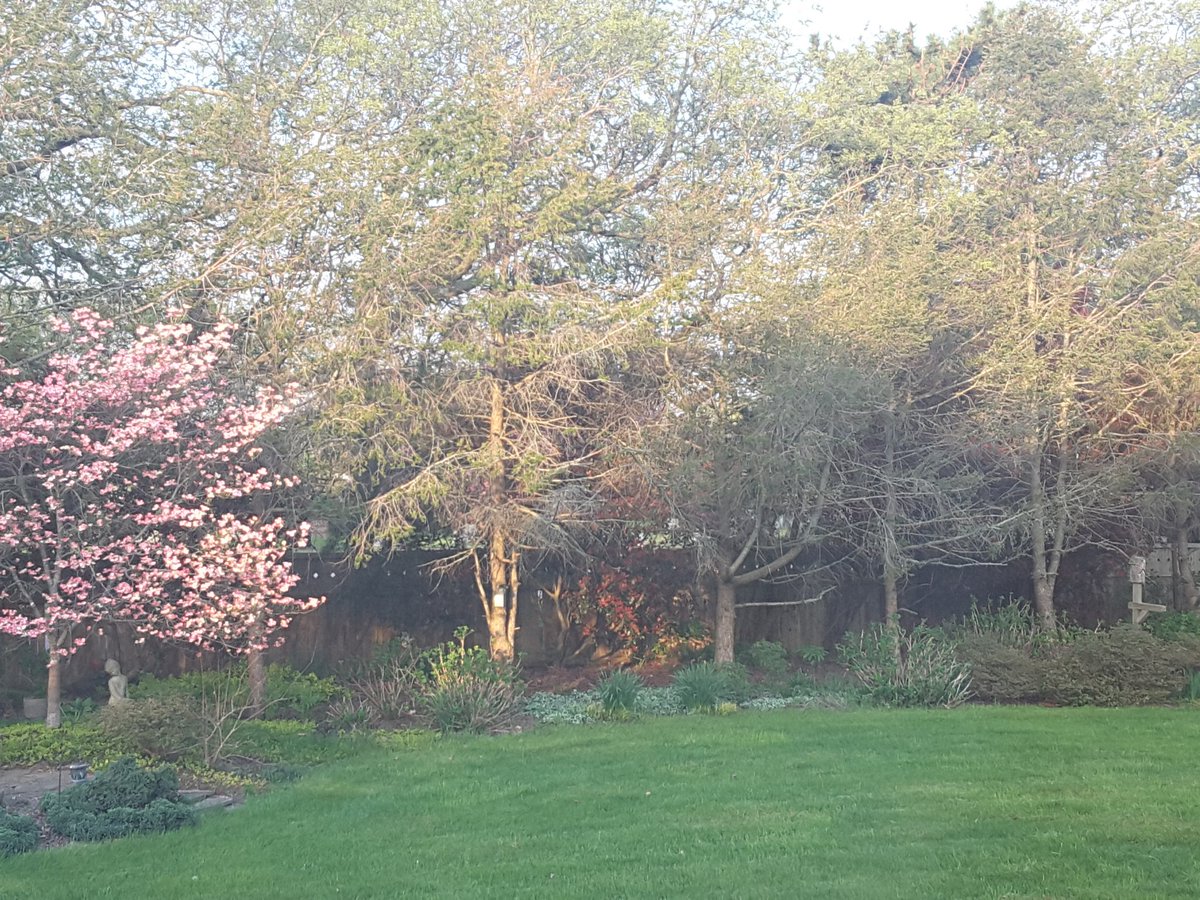 CapeMayDaily's tweet photo. "Out the Front Door" posts begin when my 'Cherokee Brave' Dogwood dapples my Woodland Garden. Today is that Blessed Day! @CapeMayDaily #chrisohrenich #otfd https://t.co/jr9UST9jbL