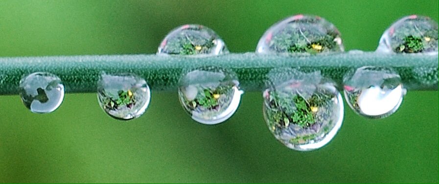 SarahWoods66's tweet photo. A bit random but I love it when I can see flower reflections in raindrops https://t.co/hpsVmVV0T5