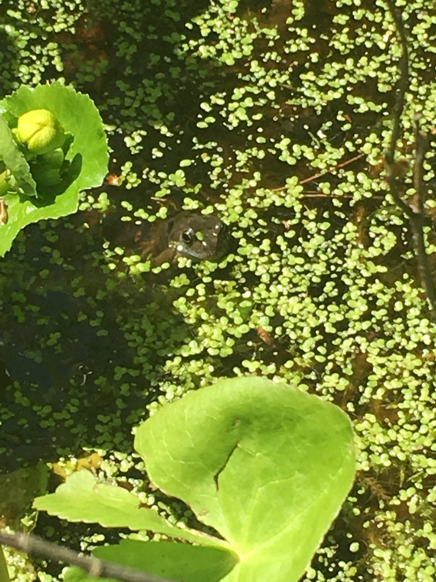 HamfordPrimary's tweet photo. Lovely morning exploring the pond area. We found some bugs,  tadpoles and frogs and will follow the life cycles of the tadpoles along with our caterpillars. 🐸☘️@AETAcademies @active_tendring https://t.co/ZJy6gl8Z4m