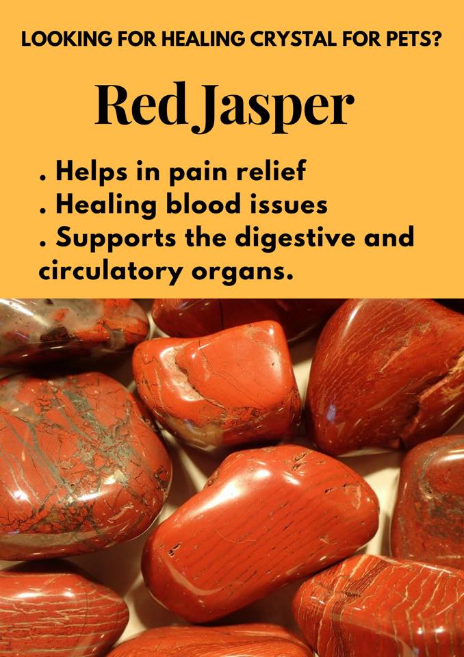 BeshartP's tweet photo. Looking for Healing Crystal for Pets.?

Red Jasper

• Helps in pain relief 
• Healing blood issues
• Supports the digestive and circulatory organs.

Inbox us to order.
#Crystals #CrystalsForPets #RedJasper #BeshartPrem #HolisticStore by #AwakeningLoveAcademy https://t.co/5ohuZs1OYN