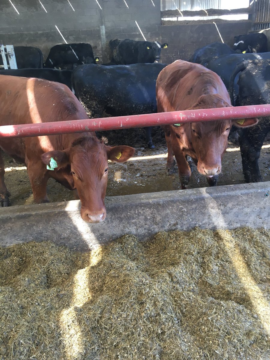 jr_baggs's tweet photo. Great day at #StraightLineBeef yesterday. Nice to see some of our former cattle happen in their new home. Thanks @robdvet https://t.co/KSieMk43e9
