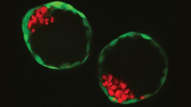 whitecroftsol's tweet photo. Dutch scientists have built "synthetic" embryos in their lab using mouse cells other than sperm &amp; eggs.

This stem cell breakthrough is not for cloning humans or animals, but to understand why many pregnancies fail at an early stage - implantation &amp; help fertility.

#TechTalk https://t.co/hODPs9xI6n