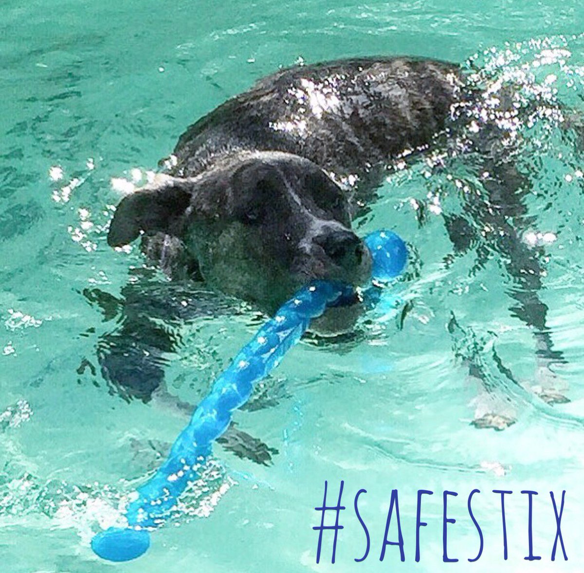 Safestix floats! Don’t forget to use it in the water too! Amazing pic by @my.name.is.milk ❤️ #Safestix #Kong #Kongtoys #endbsl #bullbreeds #pitbull #pitlove #flopdontcrop #dontbully #swim #bluewater #swimdog #fetch #catch #getit #swimmingpool #mynameismilk #pitbulllove #dogs