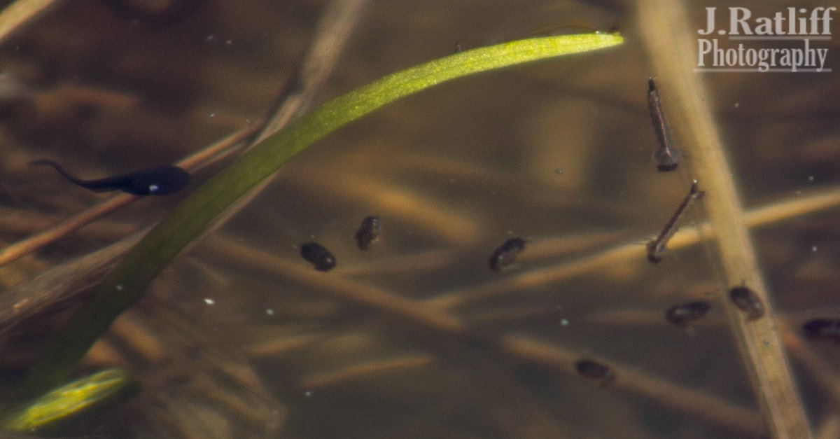 JRatliffPhotos's tweet photo. A tadpole whose discovered whats on the menu! 
.
.
.
#Conservation #Nature #Habitat #Preservation #Ohio #Photography https://t.co/e9Zakav7Ij