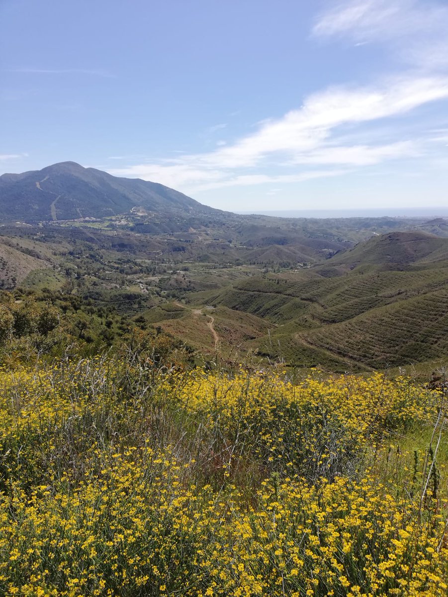 Supervisando la próxima etapa de Coín: espectaculares vistas y mucho esfuerzo. ¿Qué retos ocultará el trazado? Cada vez queda menos para descubrirlo.

#yotambienpedaleo #mtb #mountainbike #malaga <a href="/AytoCoin/">Ayuntamiento de Coín</a> <a href="/diputacionMLG/">Diputación de Málaga</a>