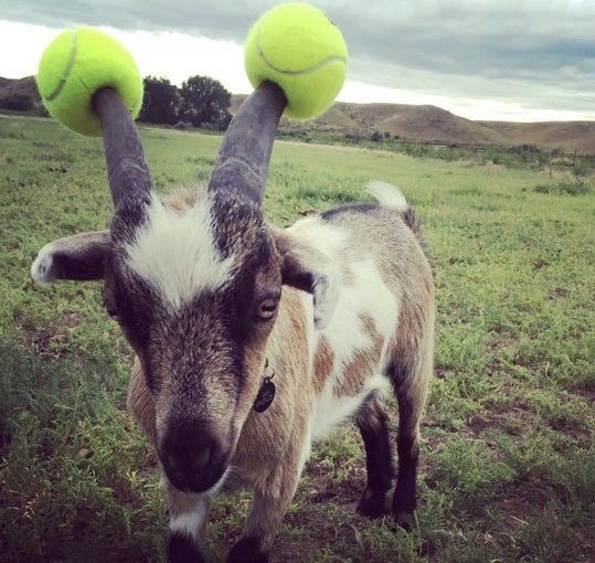 Wilson Tennis on Twitter: "@QBaxCinco It's a goat with tennis balls on its  horns. You're welcome." / Twitter