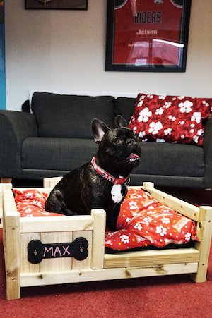 Who loves #dogs? Aren't they the cutest! And even more adorable when they're resting in a wonderful and cosy dog bed. Want a fancy lil' home for your fabulous dog? Order yours on #eBay today: bit.ly/2qrKaF0