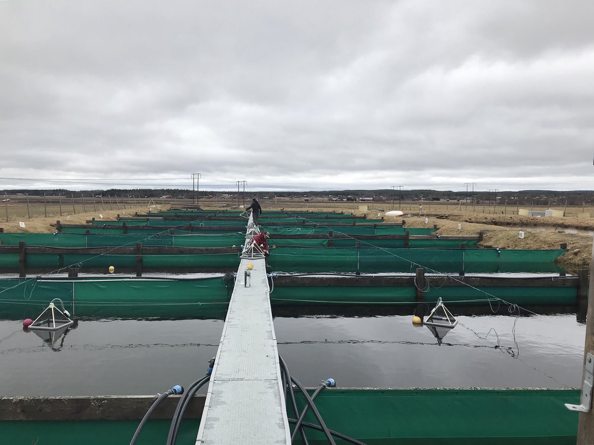 shunkoifish's tweet photo. Ice-off at EXEF, field seasons starts off with brand new emergence traps, hope they work! @Bystromlab https://t.co/MSJe4uwaqF