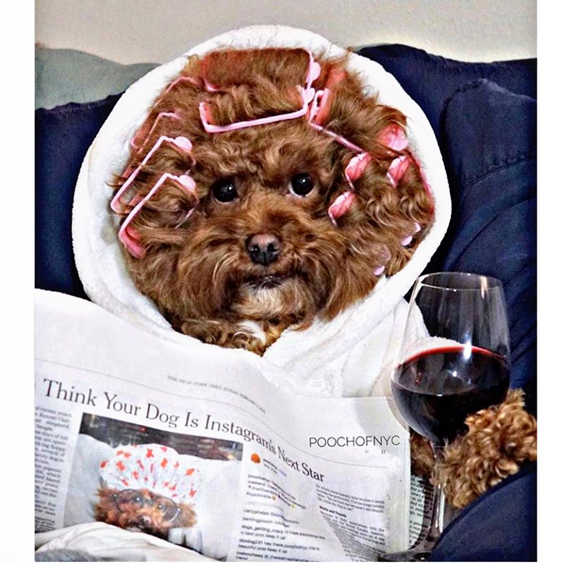 pupaholic's tweet photo. Got a proud dog mama at home? She works hard taking care of the furry (and not so furry) loved ones in your household. Spoil her on her day. 

#doglife #lovedogs #poochofnyc #pupaholic #pupaholiclovers #mother'sday #mom #moms #dog #dogs #love #appreciate #friday 

 @PoochofNYC https://t.co/YneNRYQ3E5
