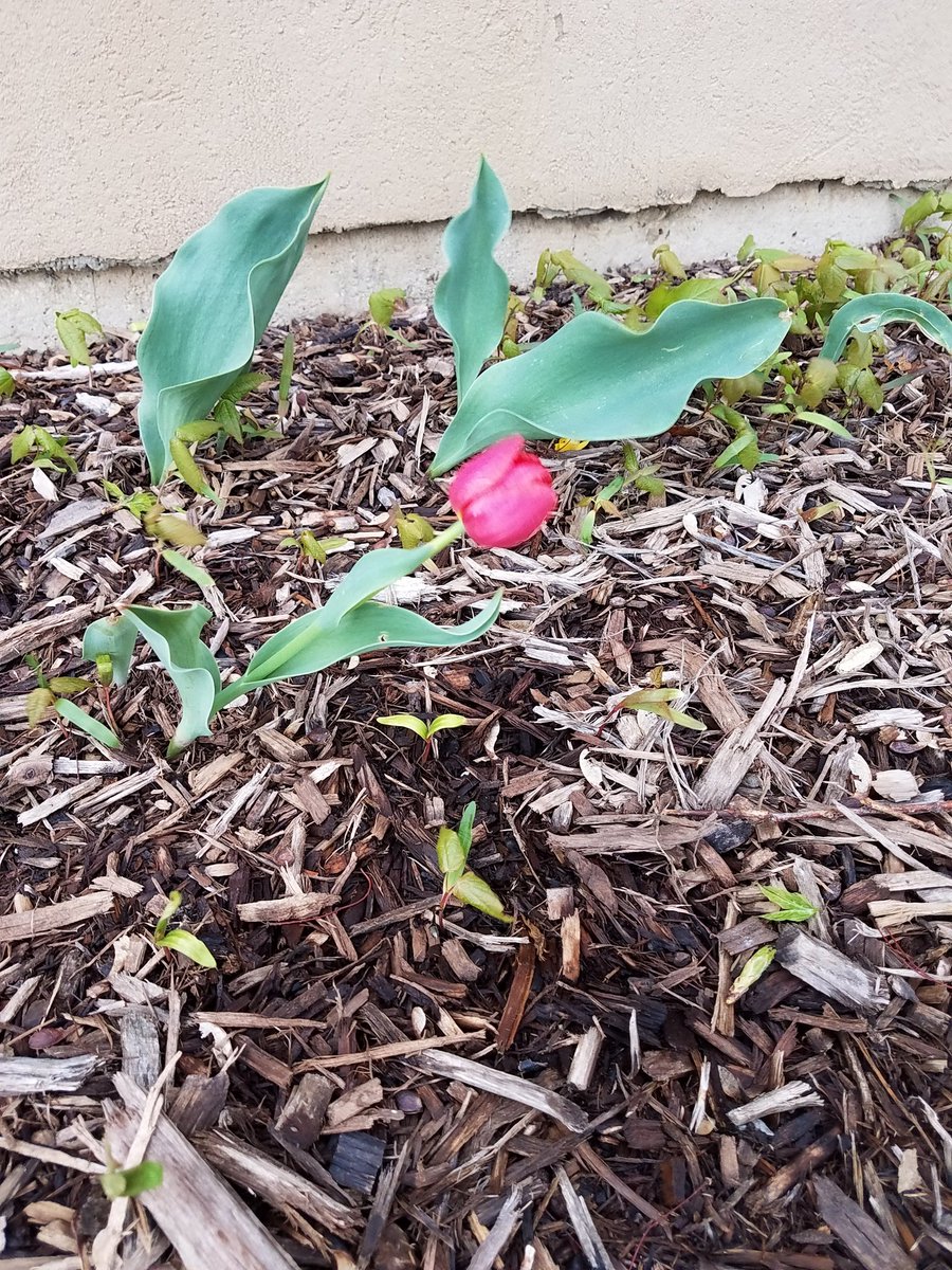 jennymouse74's tweet photo. My gift from last year that will keeping on giving! Thank you again @diana_lipman and @BreannThurber54 #springhappiness #ItsAnArmstrongThing https://t.co/j7Q1XqyYmk