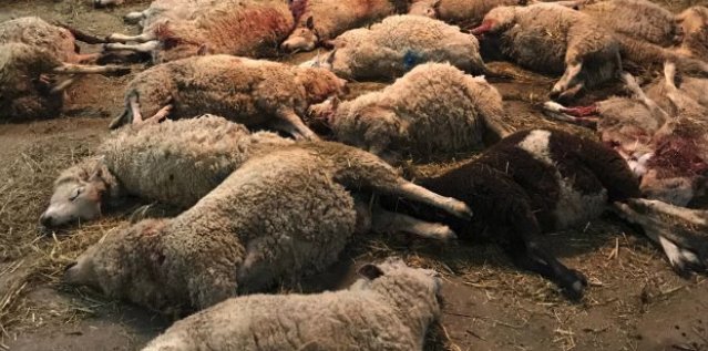 TidningenATL's tweet photo. Efter vargattacken överväger ägarna av gården Molstaberg att sluta. https://t.co/GPPRqdohTd  #varg #får #attack #Molstaberg https://t.co/vyNa4ALu1k