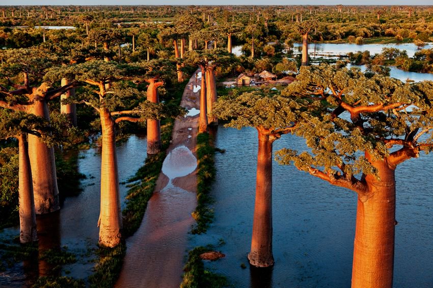tvmalagasy's tweet photo. #Culture : Ce Samedi 5 mai à 10h, présentation du #livre " #Baobab l'arbre magique" et vernissage de l' #exposition à l'IF #Madagascar du #photographe #PascalMaitre.  L'exposition est ouverte jusqu'au 26 mai. Crédit photo : Pascal Maitre. https://t.co/p7S47kve1L