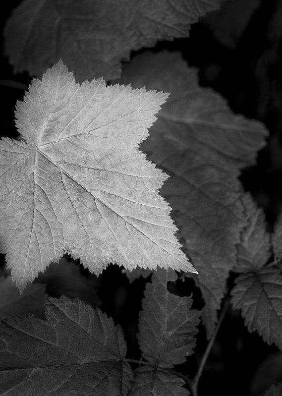 ImagesByJonEvan's tweet photo. Art for the Eyes! https://t.co/P3yWOAtOj2 #blackandwhitephoto #art #wallart
#artbuyer #walldecor #abstract #leaf #nature https://t.co/JkLFeOYPzh