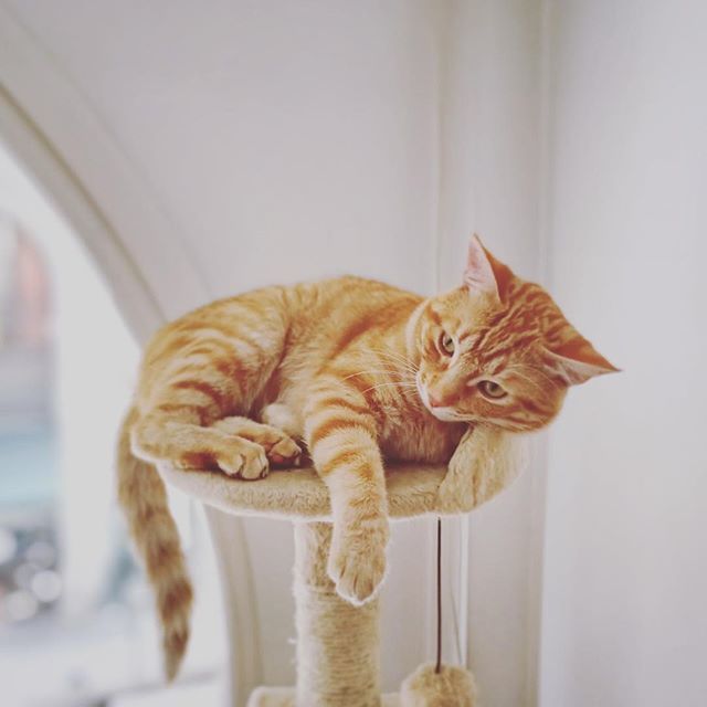 MiaustoreNL's tweet photo. 💤💤💤 #cats #katten #kattenleven #liefde #kat #huisdier #slapen https://t.co/Zp20PpHzN0 https://t.co/biFMGBK4HY