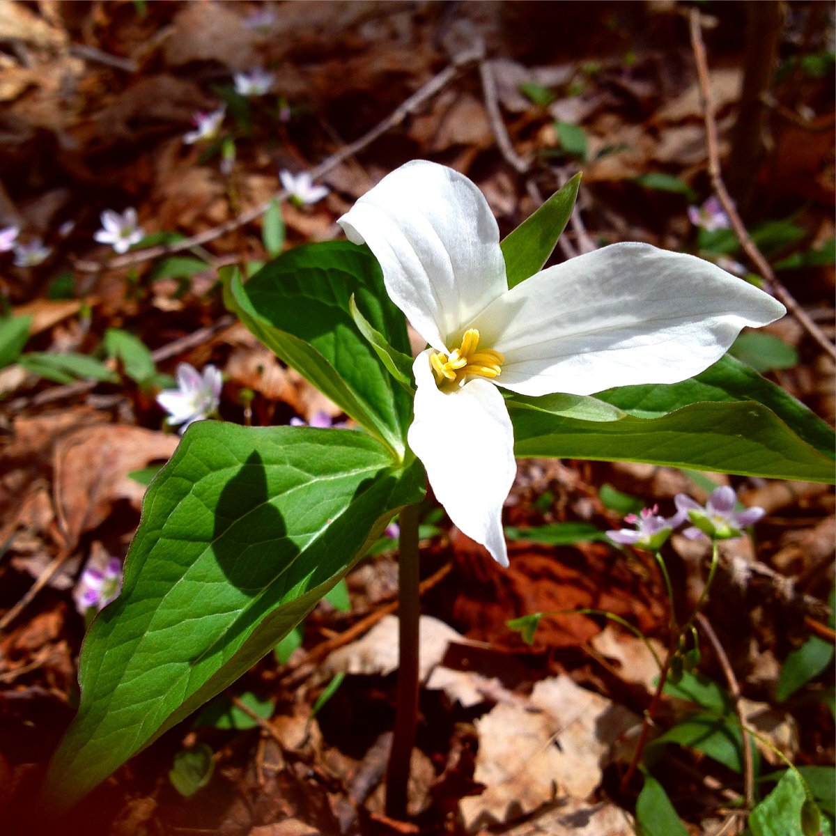 Allearthtours's tweet image. Wildflower walks! Bring mom and celebrate Mother's Day outside with us! Guide, baked yumminess, refreshments and a wee gift for mom included. Allearthtours.com #spring #wildflowers #trilliums #trails #guides #gooutside #gethealthy #deepcreeklake #garrettcounty #maryland